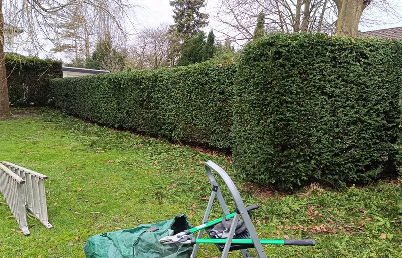 Gepflegte Außenanlage mit Rasen und Zaun